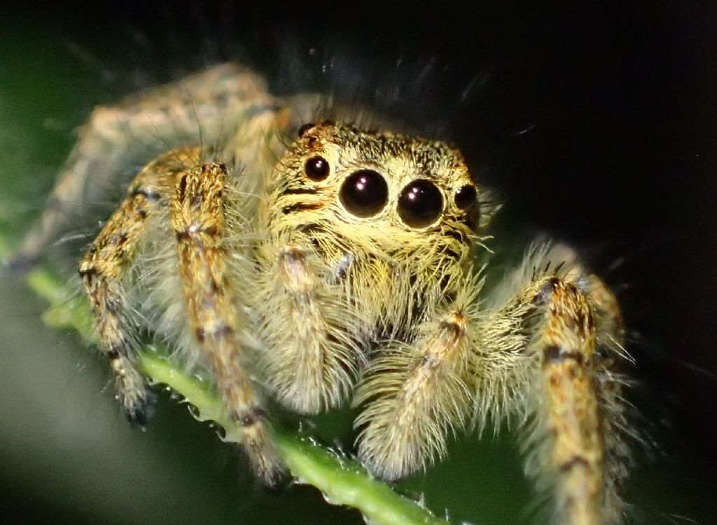 Philaeus chrysops - Cremona